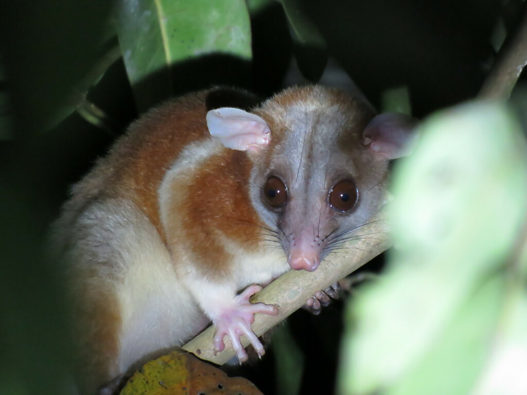 Caluromys derbianus aztecus