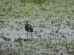 Egretta tricolor image