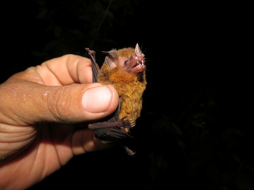 Yellow-throated Big-eared Bat