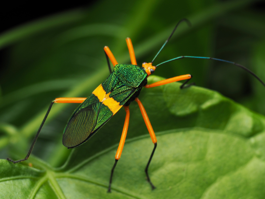 Paryphes