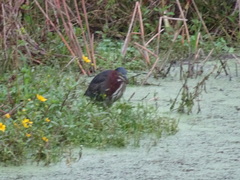 Butorides virescens image