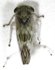 Tremulicerus distinguendus