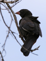 Bubalornis niger