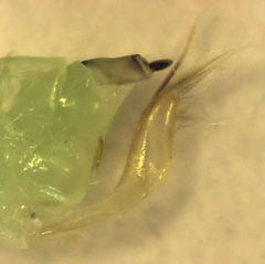 Tremulicerus distinguendus