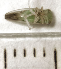 Tremulicerus distinguendus