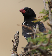 Bubalornis niger