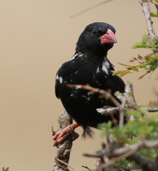 Bubalornis niger