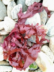 Metacallophyllis laciniata