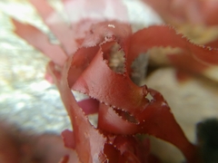 Metacallophyllis laciniata