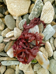 Metacallophyllis laciniata