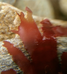 Metacallophyllis laciniata