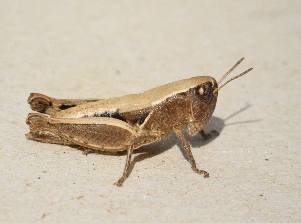Pezotettix curvicerca