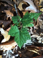 Ampelopsis glandulosa