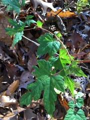 Ampelopsis glandulosa