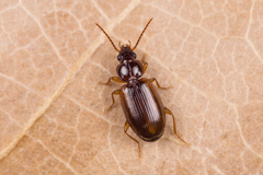 Trechus quadristriatus