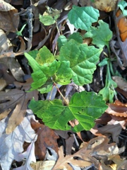 Ampelopsis glandulosa