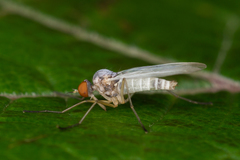 Empis dispar