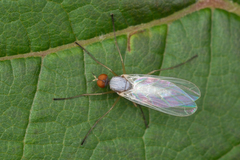 Empis dispar