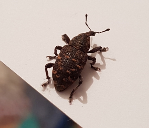 Large Pine Weevil, Putterlaan 36, 3722 WH Bilthoven, Nederland, photo 10 of 10