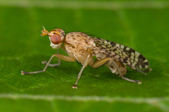 Euthycera chaerophylli