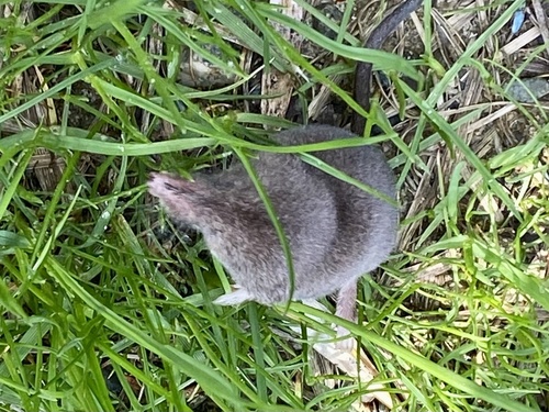 Smoky Shrew