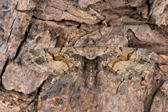Eupithecia sinuosaria