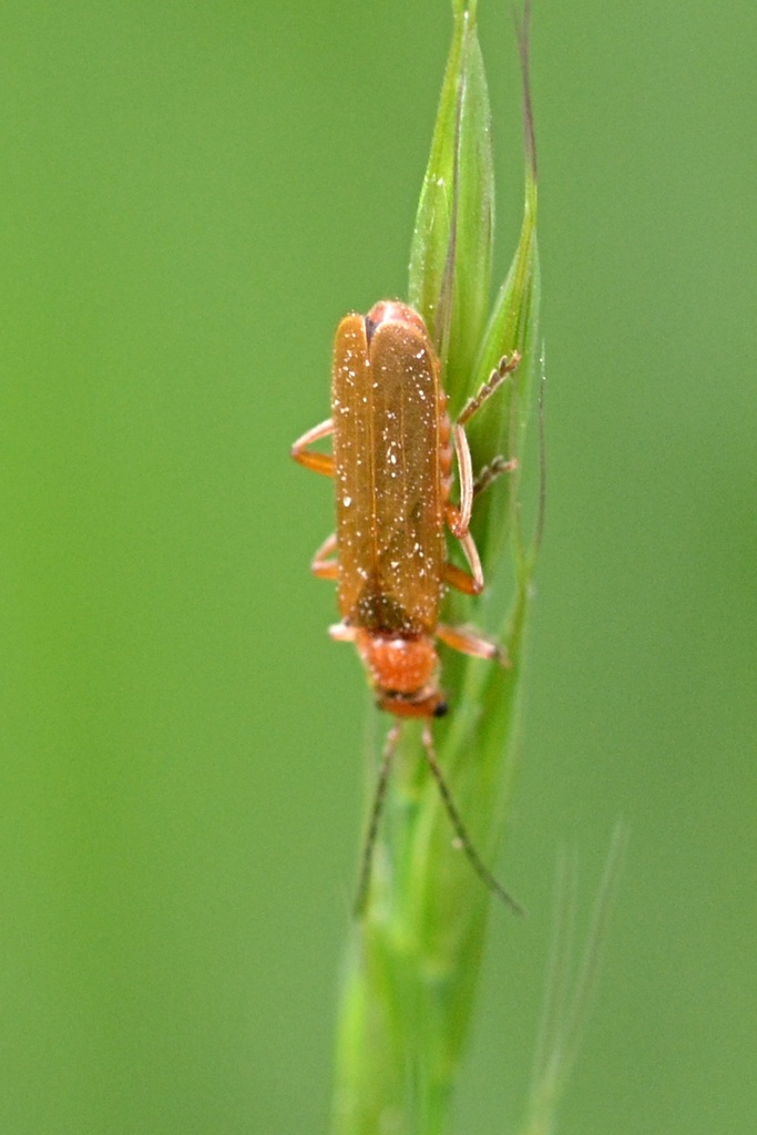 Cantharis rufa from 293 01 Mladá Boleslav, Česko on May 14, 2023 at 10