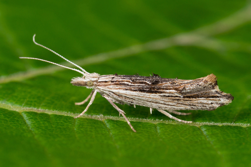 Ypsolopha scabrella (Linnaeus, 1761)