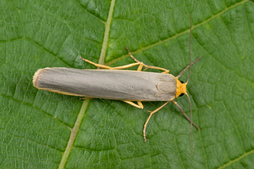 Scarce Footman Moth