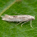 Typical Grass Miner Moths - Photo (c) Nikolai Vladimirov, some rights reserved (CC BY-NC), uploaded by Nikolai Vladimirov