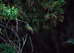 Saucerottia beryllina