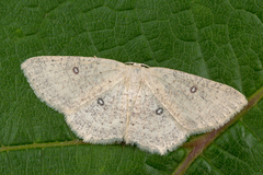 Cyclophora albipunctata