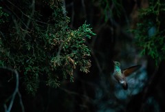 Saucerottia beryllina