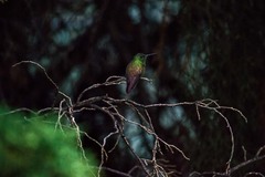 Saucerottia beryllina