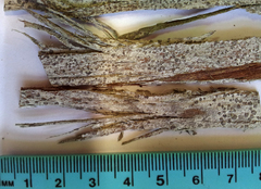 Arthonia platygraphella