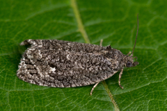 Apotomis inundana