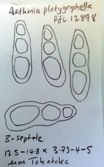 Arthonia platygraphella