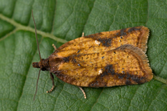 Acleris aspersana