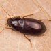 Sun Beetles - Photo (c) Nikolai Vladimirov, some rights reserved (CC BY-NC)