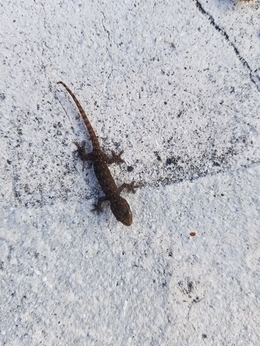 Hemidactylus frenatus observed 2018-10-25