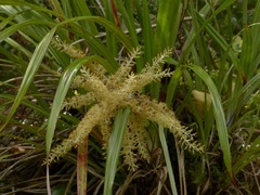 Astelia microsperma