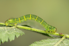 Lomographa bimaculata
