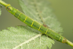 Lomographa bimaculata