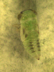 Tremulicerus distinguendus