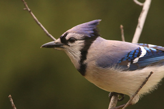 Cyanocitta cristata image