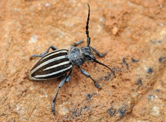 Dorcadion fuliginator