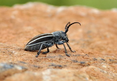 Dorcadion fuliginator