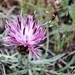 Centaurea micrantha - Photo (c) susanabastos, μερικά δικαιώματα διατηρούνται (CC BY-NC), uploaded by susanabastos