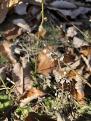 Scutellaria integrifolia