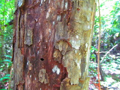 Sphaerodactylus glaucus